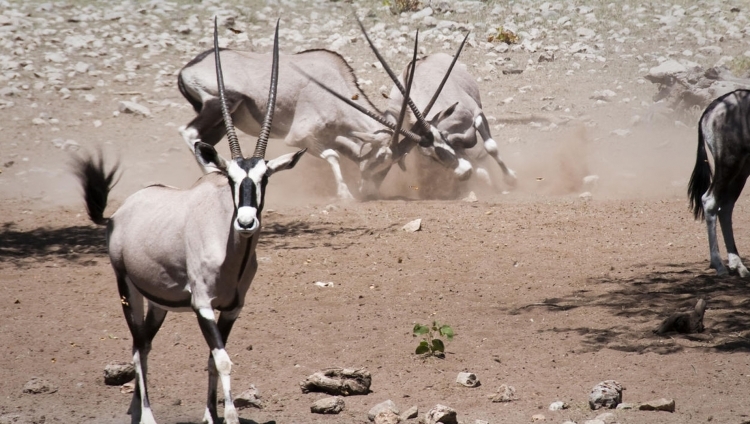 Ongava Tented Camp - Oryx